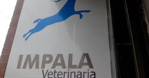 IMPALA VETERINARIA BOGOTÁ IMPALA VETERINARIA BOGOTÁ